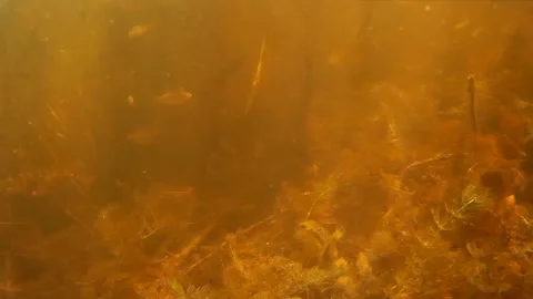 Small freshwater fish under water Stock Footage 90778313