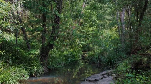 Small Freshwater Running Stream With Dense Bushland Sunshine Coast Stock Footage 152681697