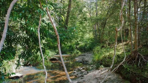 Small Freshwater Running Stream With Dense Bushland Sunshine Coast Stock Footage 152681803