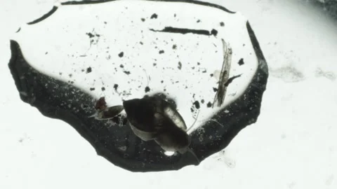 Small Freshwater Snail Flips Upside Down on Thin Layer of Water Stock Footage 133239810