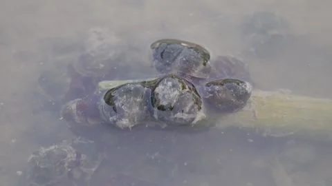 Small freshwater snails Stock Footage 293670618