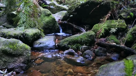 Small freshwater stream deep in the Grand Canyon of Blue Mountains, Australia. Stock Footage 134608747