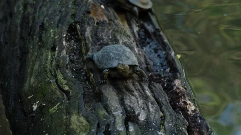 Small freshwater turtle resting on a textured tree root near calm pond water Stock Footage 325795128