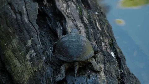 Small freshwater turtle resting on a textured tree root near calm pond water Stock Footage 325795161