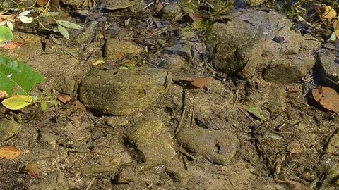 Small fries Video stock 101822815