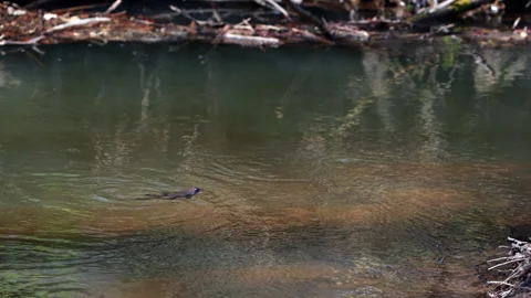 A Small Frog Actively Swims Across The Rippling Surface Of A Pond. Stock Footage 312958037