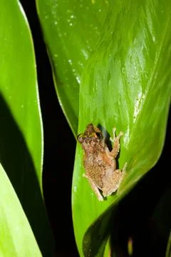 Small frog at big leaf in rainforest Stock Photos