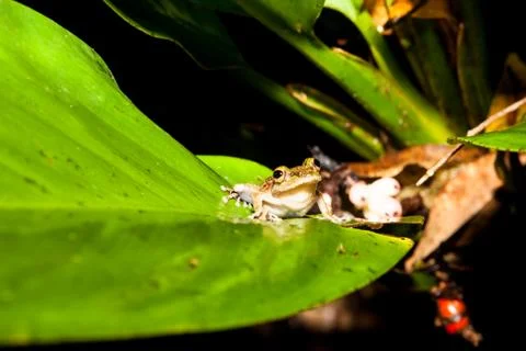 Small frog at big leaf in rainforest Stock Photos
