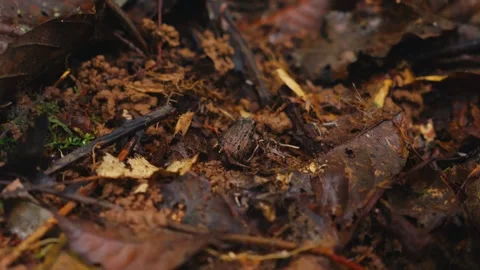 A small frog camouflaged among leaves and soil on the forest floor in Ecuador Stock Footage 345642016