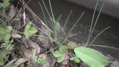 Small frog climbing blades of grass in slow motion Stock Footage 272185733