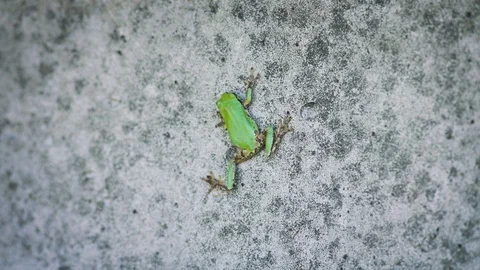 Small frog climbs up rock Stock Footage 103297195