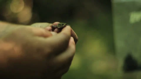 Small Frog Close Up 库存影片 24026327