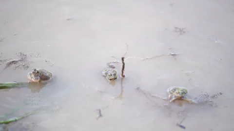 A small frog emerging from the water surface Stock Footage 344708743