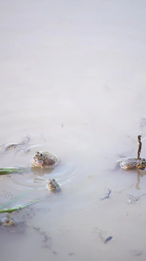 A small frog emerging from the water surface Stock Footage 344708798