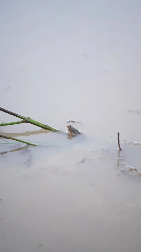 A small frog emerging from the water surface Stock Footage 344708834