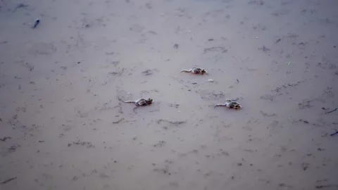 A small frog emerging from the water surface Stock Footage 344708855