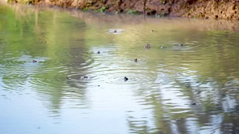 A small frog emerging from the water surface Stock Footage 344708857