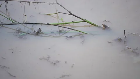 A small frog emerging from the water surface Stock Footage 344708865