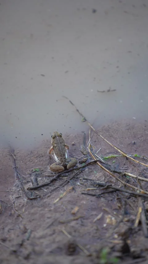 A small frog emerging from the water surface Stock Footage 344708901