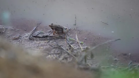 A small frog emerging from the water surface Stock Footage 344708966