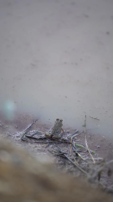 A small frog emerging from the water surface Stock Footage 344708989