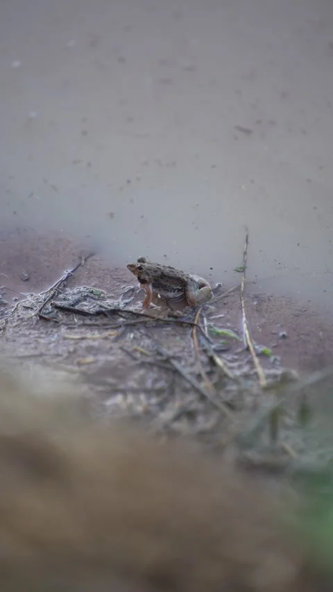 A small frog emerging from the water surface Stock Footage 344709012