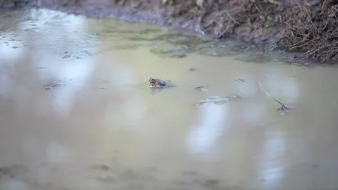 A small frog emerging from the water surface Stock Footage 344709067