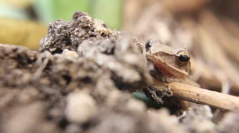 Small Frog Stock Footage 48524656