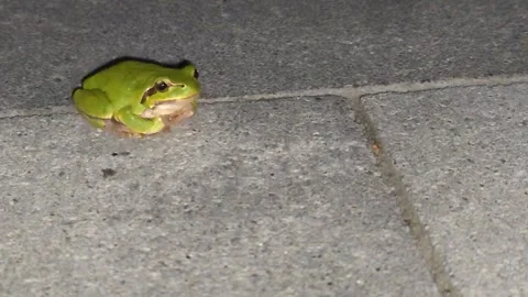 A small frog Stock-Footage 317571362