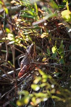 Small frog in forest Stock Photos