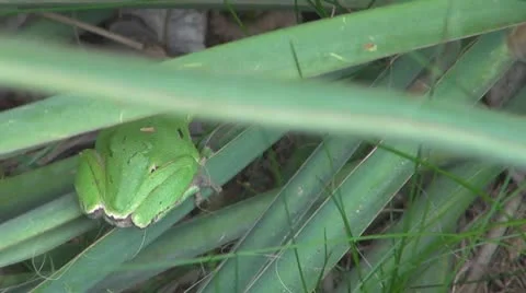A small frog in the garden Vídeos de archivo 8861178