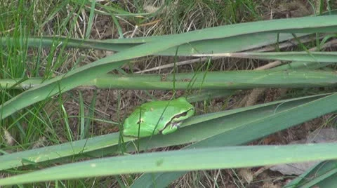 A small frog in the garden Stock-Footage 8861179
