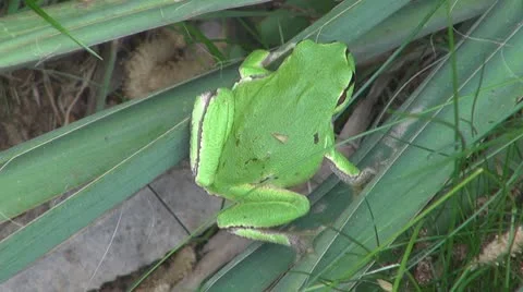A small frog in the garden Video stock 8861187
