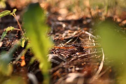 Small frog in the grass Stock Photos