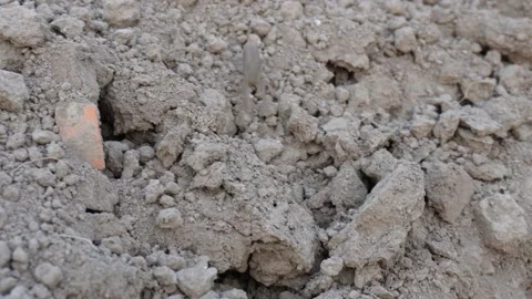 A small frog is hopping on the rocky soil Stock Footage 304064571