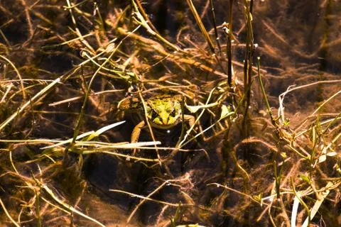 A small frog inside the pond Stock Photos