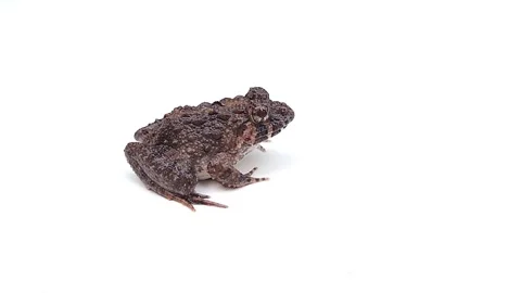 Small frog isolated on white background, selective focus Stock Footage 174488483