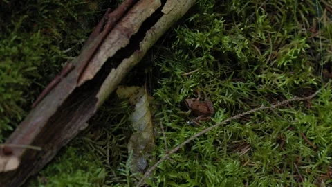 Small Frog Jumping on Moss in Forest Close Up Video stock 318154923