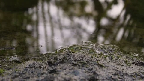 Small frog jumps at pond Video stock 79664323