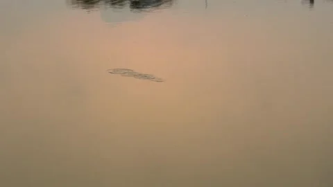 Small Frog Leaping On A Calm Pond Surface Stock Footage 341237986