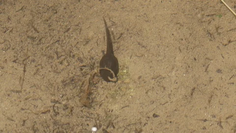 Small frog in natural environment Stock Footage 124634780