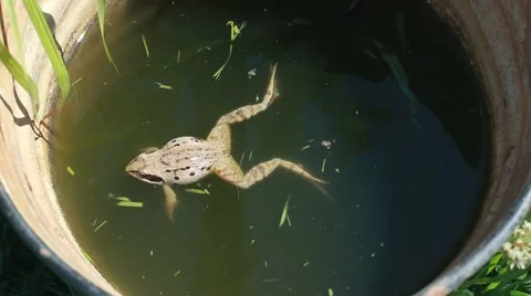 Small frog on opened palm. Close-up. POV Stock Footage 51659695