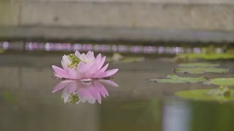 Small Frog Perched on Water Lily Stock Footage 278312158