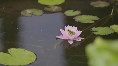 Small Frog Perched on Water Lily Stock Footage 278312173