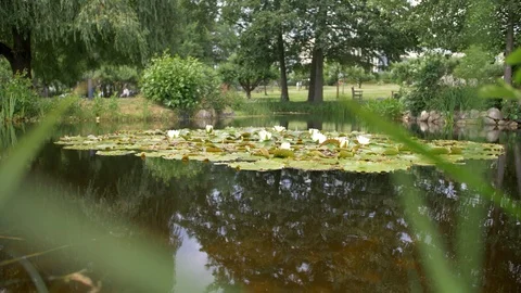 Small Frog Pond Stockbeeldmateriaal 91125877