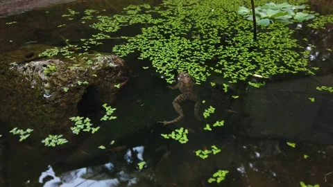 Small Frog in a pond Stock Footage 156270382