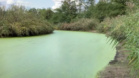 A Small Frog Pond Saturated with Green Duckweed Stock Footage 145703490