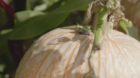 Small frog resting against the stem of a pumpkin Stock Footage 139503496