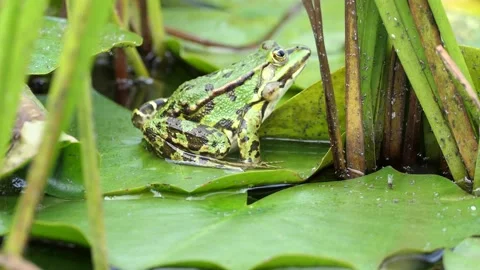 Small Frog resting moving on Lily leaves in Rainforest water Stock Footage 158885581