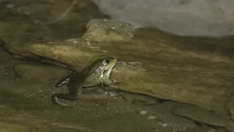 Small Frog Resting On A Wet Rock At The Edge Of A River At Night During A Stock Footage 342068677